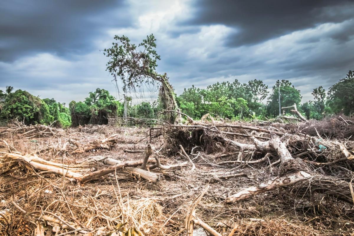 The Importance of Recycling After Wildfires Destroy the Amazon