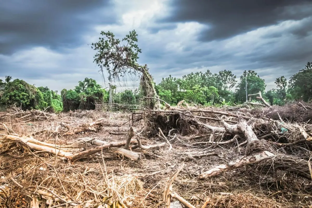 The Importance of Recycling After Wildfires Destroy the Amazon